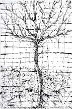 Gingko