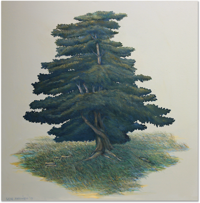 Cedar